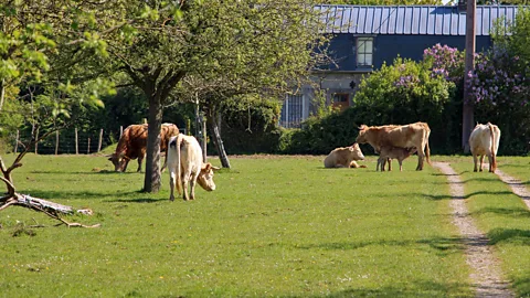 Emily Monaco The AOP label aims to protect <i>terroir</i>, the French notion that a product is inextricably linked to the place where it is made (Credit: Emily Monaco)