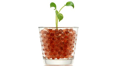 Brown hydrogel balls in a clear vase with a plant