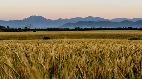 Patrizio Martorana/Alamy Lorighittas dough is made with flour produced from durum wheat, the typical wheat grown in Sardinia’s fields (Credit: Patrizio Martorana/Alamy)