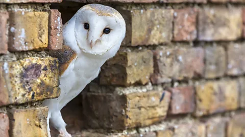 Getty Images In the UK there has been an increase in crimes involving birds of prey (Credit: Getty Images)