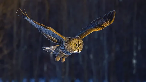 Getty Images (Credit: Getty Images)