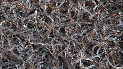 Getty Images Authorities across Europe have seen criminals target protected species like glass eels, which are exported to markets in China and south east Asia (Credit: Getty Images)
