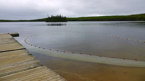 Lesley Evans Ogden A fishing net is used to sample fish populations in an unaffected IISD-ELA lake