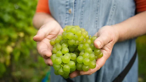 Getty Images Since science discovered photosynthesis, we have known that grapes are made from more than the ground – they also come from sunshine, air and water (Credit: Getty Images)
