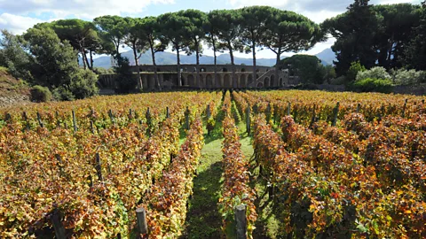 Getty Images The volcanic soil of vineyards like this one, just outside of Pompeii, is said to impart flavour to the wine (Credit: Getty Images)
