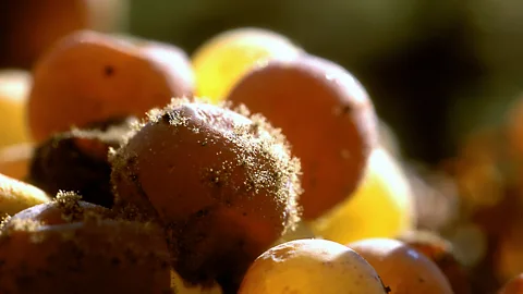 Getty Images Organisms may play a bigger role than soil; the mould Botrytis, for example, is crucial for sweet wines like Sauternes (Credit: Getty Images)