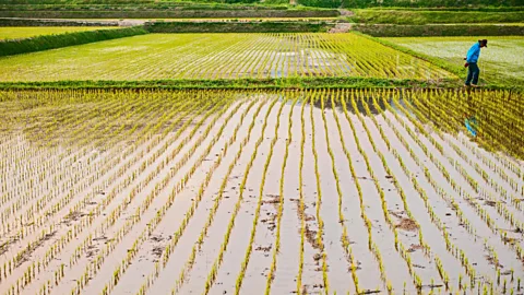 Cultura Creative (RF In 1960, more than 70% of South Korea’s population lived in the countryside (Credit: Cultura Creative (RF)/Alamy)