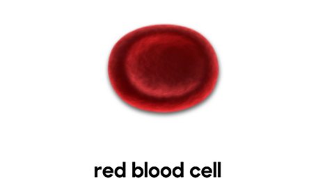 An illustration of a red blood cell