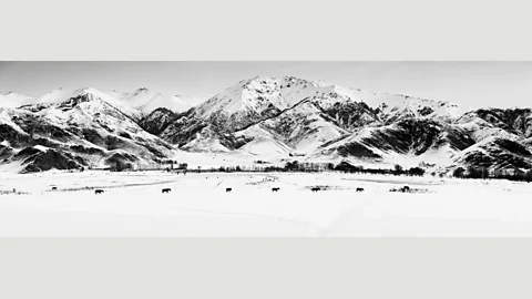 Paul Sanders “The horses were walking quickly, so I ran back along the road and across a field to get a viewpoint where they could walk into the frame” – Paul Sanders (Credit: Paul Sanders)