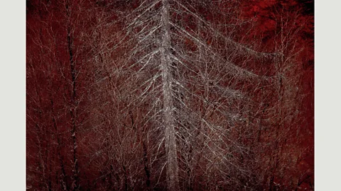 Doug Chinnery “I was drawn to the tree’s shape, along with the wonderful soft greys in the bark” – Doug Chinnery (Credit: Doug Chinnery)