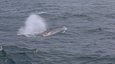 Mike MacEacheran Clifton Rice: “Hope for the continued survival of the whale lies in... our ability to experience the wonder and magnificence of these animals” (Credit: Mike MacEacheran)