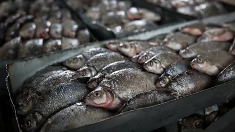 Taylor Weidman Now, local fishermen in Aralsk can sometimes bring in about £110 worth of fish in a single catch (Credit: Taylor Weidman)