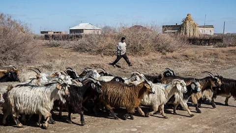 Taylor Weidman Rehabilitation of the South Aral Sea has been complicated by farmers’ need of water for irrigation (Credit: Taylor Weidman)