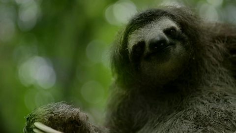 BBC One - Animals Behaving Badly BBC One - Animals Behaving Badly