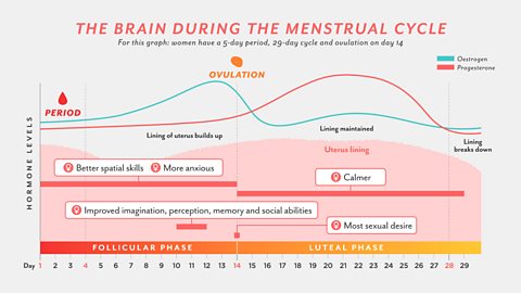 Structure of female brain changes throughout menstrual cycle