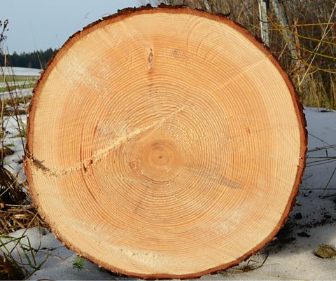 A split section of a tree showing its inner rings