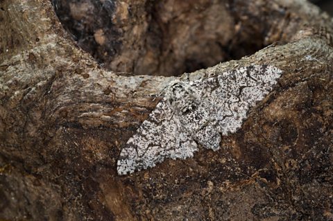 Peppered moths