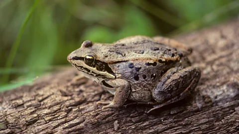 Alamy Some animals like the wood frog can stop their metabolic processes, yet remain alive (Credit: Alamy)
