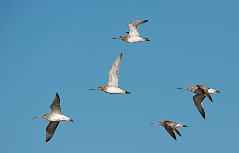 A flock of bar-tailed godwits in flight