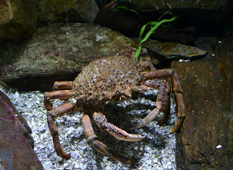 A spider crab