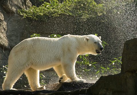 A polar bear enjoying a shower on a hot day