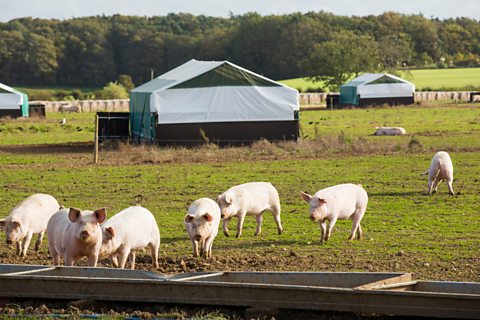 A picture of pigs in a free range environment