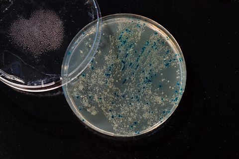 A photo of colonies in a petri dish for cloning of transgenic vector into plasmid DNA