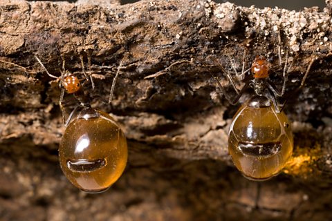 Honeypot ants with swollen abdomens