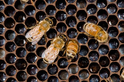 Honey bees tending to developing larvae