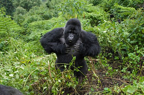 Mountain Gorilla beating chest