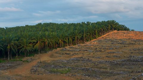 Forest next to empty land from deforestation