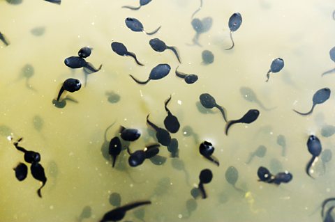 Tadpoles