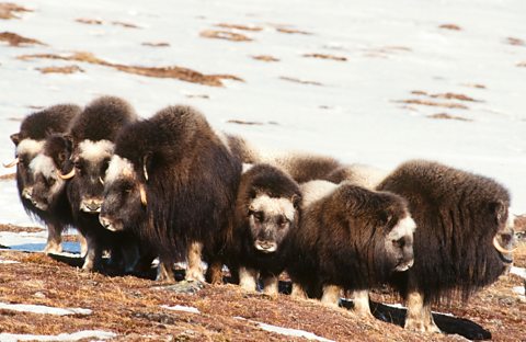 Musk oxen forming a defensive circle - facing outwards