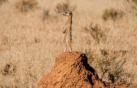 A meerkat stands sentry on a termite mound while its family forages