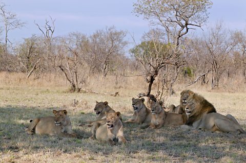 A lion pride, with two large males, resting in the shade