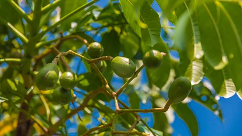 Alamy The kedondong berries have fallen out of favour in recent decades (Credit: Alamy)