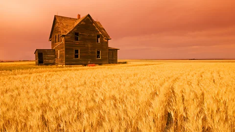 Alamy Wheat is one of only four crops which provide two-thirds of the world's food supply (Credit: Alamy)