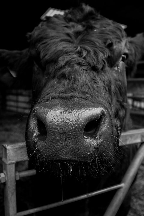 A photo of a black bull