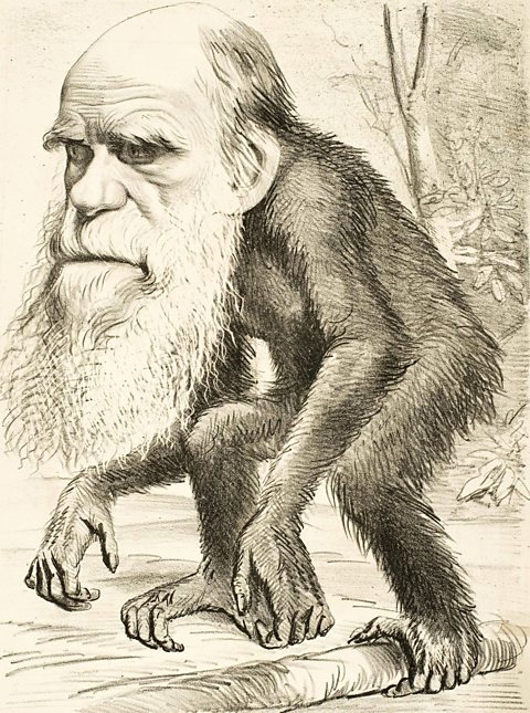 A satirical cartoon depicting Charles Darwin as a monkey, 1871