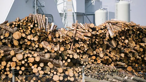 Getty Images Biomass will only reduce carbon emissions if the fallen trees are replaced with new saplings that can absorb CO2 from the air (Credit: Getty Images)