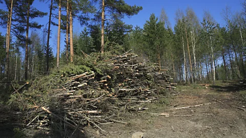 Getty Images It can take years for newly planted trees to absorb the equivalent amount of carbon released through the burning of wood (Credit: Getty Images)