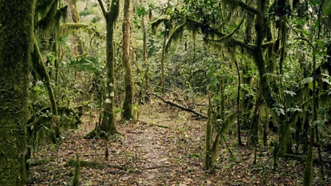 Thomas Lewton A Garden of Eden (Credit: Thomas Lewton)