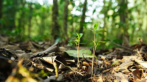 Thomas Lewton “When I see a new coffee plant, I see a new generation" (Credit: Thomas Lewton)