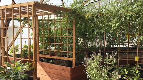 Daliah Singer Inside of the Education dome, volunteers prune and plant every day (Credit: Daliah Singer)