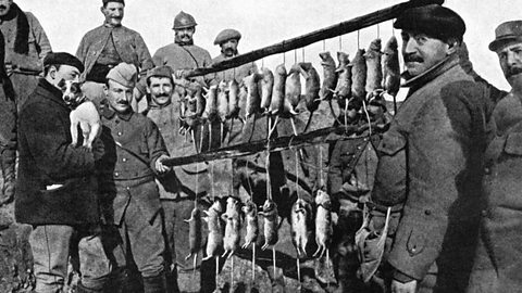 A little terrier dog shows off its catch after a 15 minute rat hunt in French trenches, September 1916