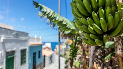 Marcel Bakker/Alamy After shipping coal from the UK to the Canary Islands, Jones stocked his ships with bananas to make the return trip more profitable (Credit: Marcel Bakker/Alamy)