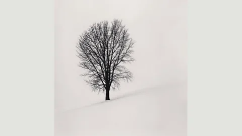 Michael Kenna After Michael Kenna photographed the ‘Philosopher’s Tree’ in Hokkaido, Japan, it attracted so many sightseers that the farmer had to cut it down (Credit: Michael Kenna)