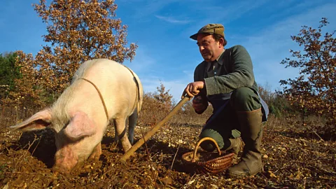ASK Images/Alamy Béatrice Mollaret: “[Occitan] is really linked to the land, to the farm, to the traditions and legends” (Credit: ASK Images/Alamy)
