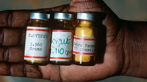 Nature Picture Library/Alamy Around 1.5 million vials of antivenom are produced each year from venom extracted by the Irulas (Credit: Nature Picture Library/Alamy)