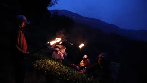 Kalpana Prodhan Workers must race to finish the harvest the tea by midnight (Credit: Kalpana Prodhan)